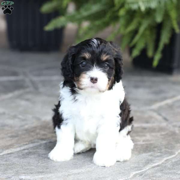 Carlee, Cavapoo Puppy